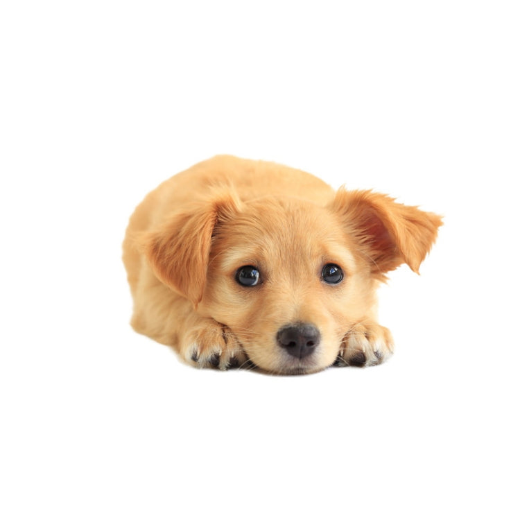 Adesivi per auto per cani di simulazione 3D Adesivi per auto con protezione solare a prova di pioggia Adesivi per decorazioni per la rasatura dei graffi, Style 1 Small, Style 2 Small, Style 3 Small, Style 4 Small, Style 5 Small, Style 1 Large