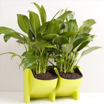 Vasi da fiori a parete verticali per balconi interni ed esterni per piante da parete Combinazione creativa di vasi da fiori in plastica in resina con vaso rimovibile