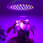 Lampadina LED per la crescita delle piante da 20W 60 LED, E27, E14
