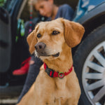 Custodia protettiva antiurto per collare per cani per AirTag