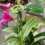 10pcs pianta in vaso a forma di fiore asta di supporto fisso telaio di protezione fogliare anti-alloggiamento, 17cm, 27cm, 37cm, 48cm, 58cm