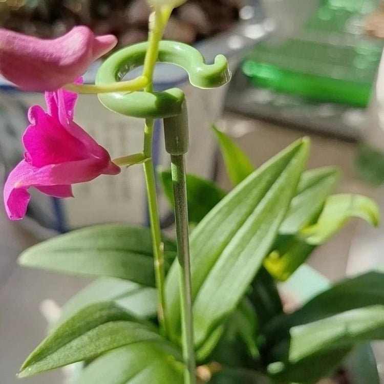 10pcs pianta in vaso a forma di fiore asta di supporto fisso telaio di protezione fogliare anti-alloggiamento, 17cm, 27cm, 37cm, 48cm, 58cm