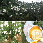 1000 pezzi Sacchetto protettivo per frutta Sacchetto di carta per imballaggio arancione impermeabile, 15x19cm, 16x20cm, 17x21cm