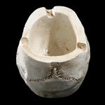 Posacenere in resina con teschio decorativo 10cm