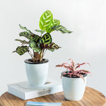 Vasi da fiori pigri Piante in vaso idroponiche ad assorbimento automatico dell'acqua Vasi da fiori in plastica circolare in resina Fioriera autoirrigante con design a doppio strato, Diametro: 11 cm, Altezza: 10,3 cm, Diameter: 11cm, Height: 10.3cm