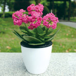 Vaso autoirrigante in plastica diametro 13 cm