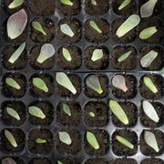 Vassoio per piantina Piatto per germogli 24 fori Vasi per vivai Coperchi per vassoi Scatola per giardinaggio Bonsai Mini Serra Piatto per vivai Tre set, 2 PCS