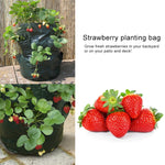 CMD-3 Borsa per piantare fragole in PE da appendere da 3 galloni Borsa per piantare fiori orticoli