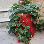 Borsa per piantare fragole in feltro non tessuto da 6 tasche, 26 litri/7 galloni, dimensioni: 30X35 cm, Size: 30X35cm