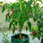 Borsa per piantare fragole in feltro non tessuto da 6 tasche, 26 litri/7 galloni, dimensioni: 30X35 cm, Size: 30X35cm