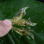 10 esche morbide da pesca da 4 cm, esche popper, Artificial Shrimp, Luminous Shrimp, Pink Shrimp, Green Shrimp, Transparent Shrimp