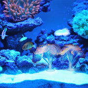 Articoli per acquari Decorazione Simulazione in silicone Medusa ventosa fluorescente, dimensioni: 10 * 10 * 9 cm