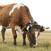 Set di localizzatore di bestiame V34/V44 Set di collari di posizionamento GPS per dispositivo anti-smarrimento degli animali, For Cattle