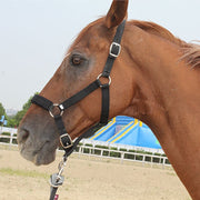 Set localizzatore di cavalli Dispositivo anti-smarrimento per il monitoraggio degli animali Set di collari di posizionamento GPS, For Horse