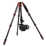 Triopo GT-2505x8.C Treppiede portatile regolabile in fibra di carbonio con testa a sfera in alluminio B-1 per fotocamera DSLR Canon Nikon Sony, GT-2505x8.C (Black), GT-2505x8.C (Gold)