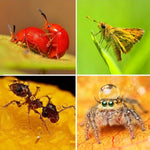 Filtro obiettivo macro 6 in 1 58mm per GoPro HERO3
