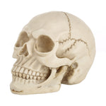 Espositore per gadget con testa di teschio per Halloween, dimensioni: 19 (L) x 13 (L) x 14 cm (A), Skull Head
