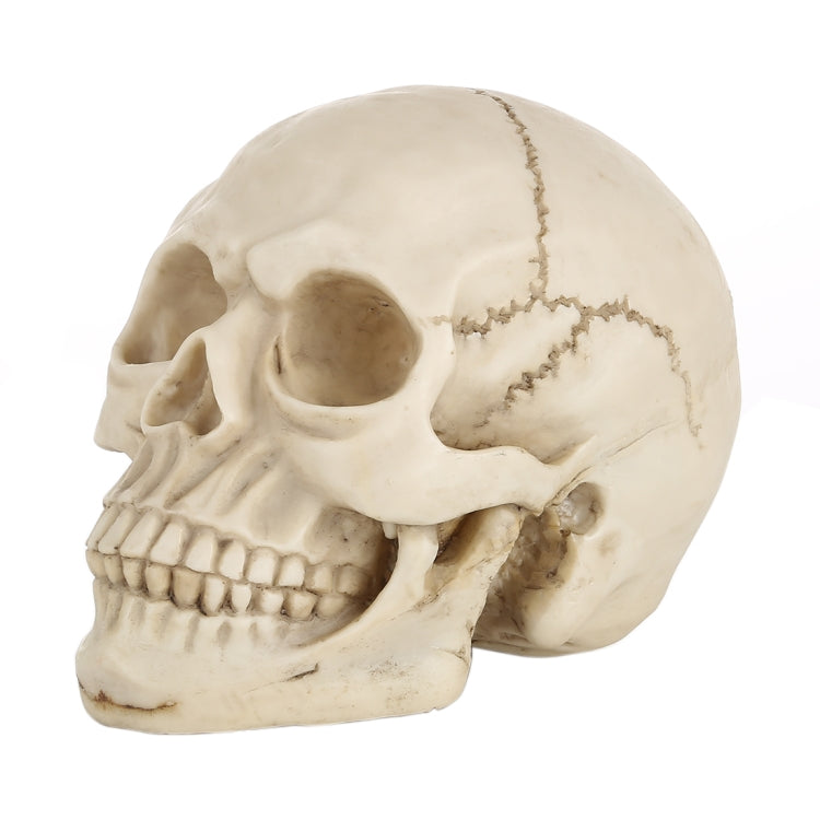Espositore per gadget con testa di teschio per Halloween, dimensioni: 19 (L) x 13 (L) x 14 cm (A), Skull Head