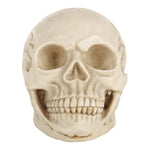 Espositore per gadget con testa di teschio per Halloween, dimensioni: 19 (L) x 13 (L) x 14 cm (A), Skull Head