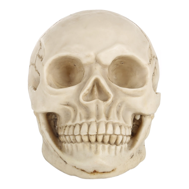 Espositore per gadget con testa di teschio per Halloween, dimensioni: 19 (L) x 13 (L) x 14 cm (A), Skull Head