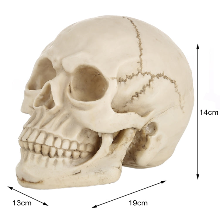 Espositore per gadget con testa di teschio per Halloween, dimensioni: 19 (L) x 13 (L) x 14 cm (A), Skull Head