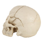 Espositore per gadget con testa di teschio per Halloween, dimensioni: 19 (L) x 13 (L) x 14 cm (A), Skull Head