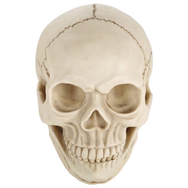 Espositore per gadget con testa di teschio per Halloween, dimensioni: 19 (L) x 13 (L) x 14 cm (A), Skull Head