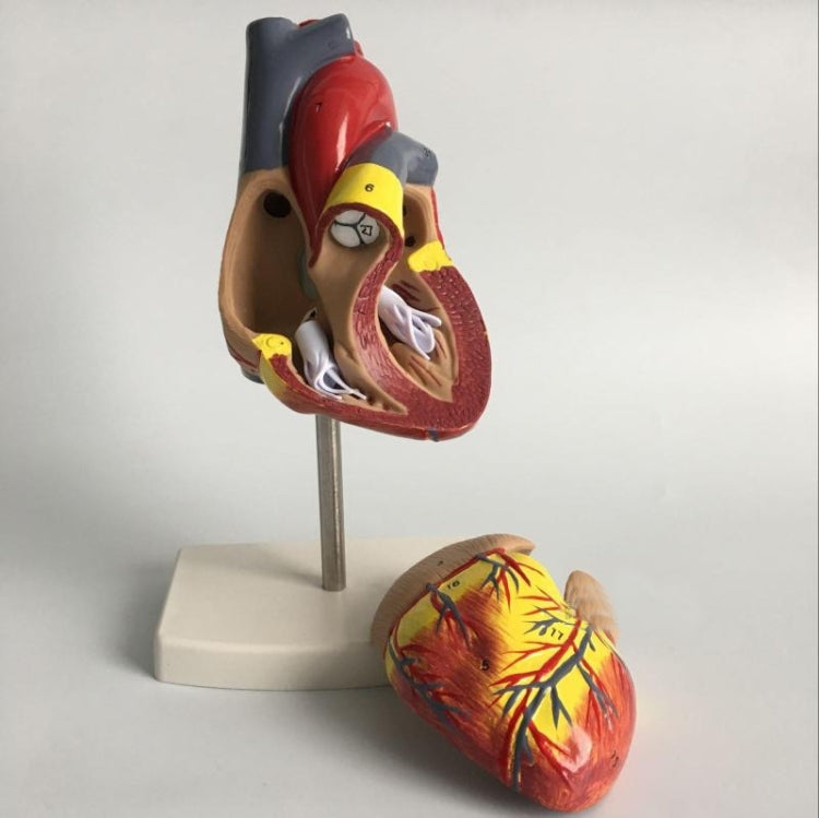 Modello anatomico cuore umano 1:1 con numeri