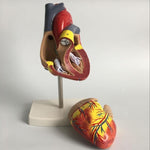 1: 1 Modello anatomico del cuore umano Cardiologia medica Modello didattico di anatomia del cuore con contrassegno numerico, Human Heart Anatomical Model