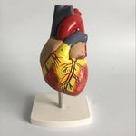 1: 1 Modello anatomico del cuore umano Cardiologia medica Modello didattico di anatomia del cuore con contrassegno numerico, Human Heart Anatomical Model