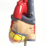 1: 1 Modello anatomico del cuore umano Cardiologia medica Modello didattico di anatomia del cuore con contrassegno numerico, Human Heart Anatomical Model