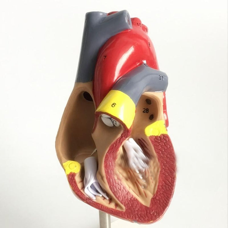 1: 1 Modello anatomico del cuore umano Cardiologia medica Modello didattico di anatomia del cuore con contrassegno numerico, Human Heart Anatomical Model