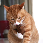 2 pezzi digrignamento dei denti erba gatta giocattoli divertente peluche interattivo gatto giocattolo pet gattino giocattolo da masticare artigli morso al pollice gatto menta per gatti