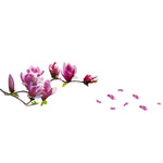 Decalcomanie creative in PVC Magnolia Carta da parati rimovibile Decorazione domestica di arte fai da te, Magnolia