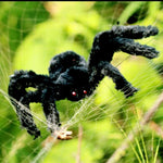 2 pezzi di decorazione creativa per ragni di peluche neri per feste di Halloween, 15cm, 30cm, 50cm, 75cm, 90cm