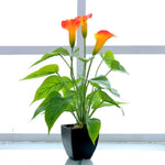 Fiore artificiale Calla Pianta in vaso Decorazione domestica Pianta verde