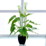 Fiore artificiale Calla Pianta in vaso Decorazione domestica Pianta verde