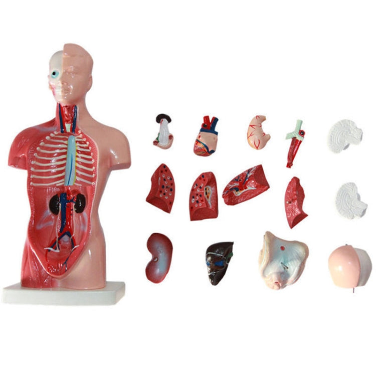Modello di struttura dell'organo di anatomia umana da 26 cm per l'istruzione primaria e secondaria medica