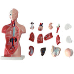 Modello di struttura dell'organo di anatomia umana da 26 cm per l'istruzione primaria e secondaria medica