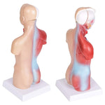 Modello di struttura dell'organo di anatomia umana da 26 cm per l'istruzione primaria e secondaria medica