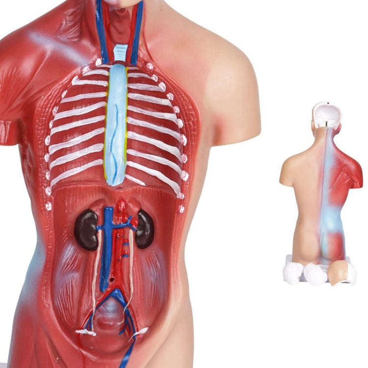 Modello di struttura dell'organo di anatomia umana da 26 cm per l'istruzione primaria e secondaria medica