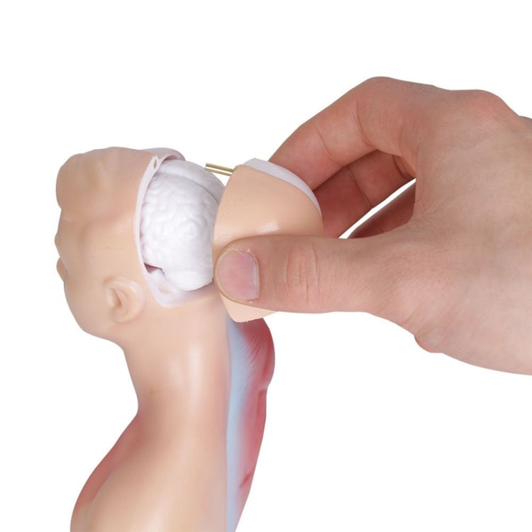 Modello di struttura dell'organo di anatomia umana da 26 cm per l'istruzione primaria e secondaria medica