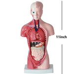 Modello di struttura dell'organo di anatomia umana da 26 cm per l'istruzione primaria e secondaria medica