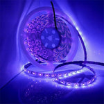 3528 SMD UV Viola Striscia luminosa Lampada LED epossidica Striscia luminosa decorativa, Waterproof 5m, Bare Board 5m, Waterproof 10m, Bare Board 10m