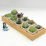 Succulente scatola portaoggetti in legno, decorazione da giardino paesaggistico, 3 Cells, 5 Cells, 6 Cells, 10 Cells