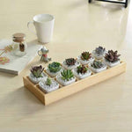 Succulente scatola portaoggetti in legno, decorazione da giardino paesaggistico, 3 Cells, 5 Cells, 6 Cells, 10 Cells