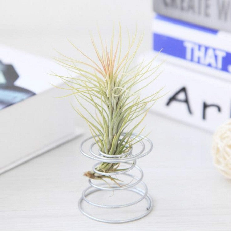 Base a molla per supporto per radicazione ananas in filo di alluminio da 2 pezzi, Pineapple Rooting Holder
