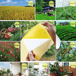 10 pezzi Pannello per insetti stecco bifacciale Pannello giallo Pannello per trappola per mosche della frutta al melone