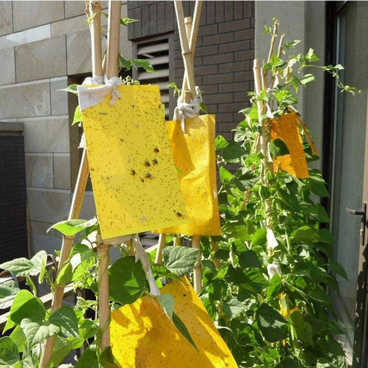10 pezzi Pannello per insetti stecco bifacciale Pannello giallo Pannello per trappola per mosche della frutta al melone