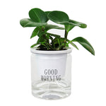 Vaso da fiori per piante grasse con assorbimento d'acqua automatico da 10 pezzi, Transparent Without Words, Transparent With Words